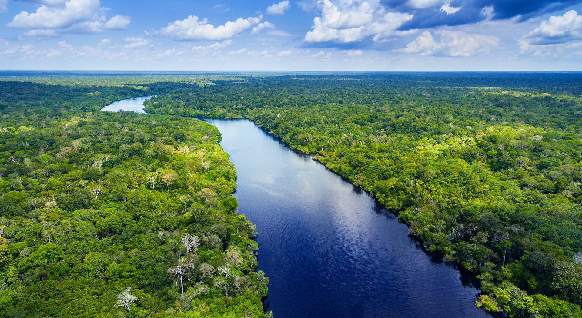 Imagem de uma floresta, com um lago entre as árvores.