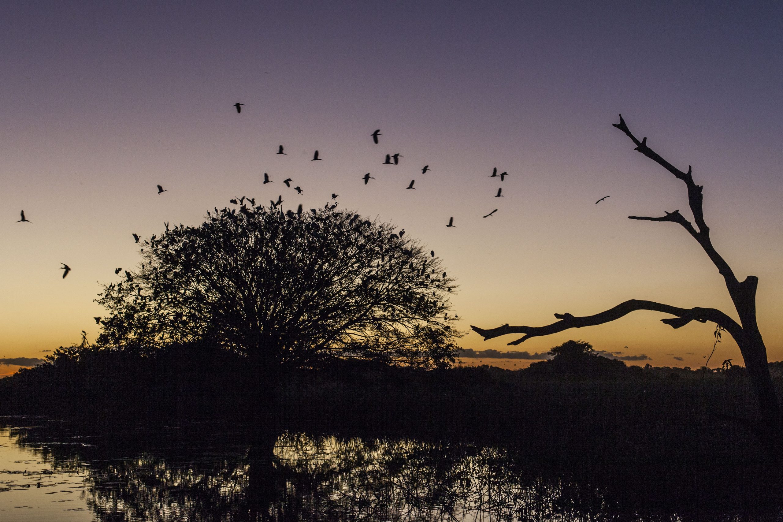 Revoada de tapicurus no Pantanal em Poconé, Mato Grosso