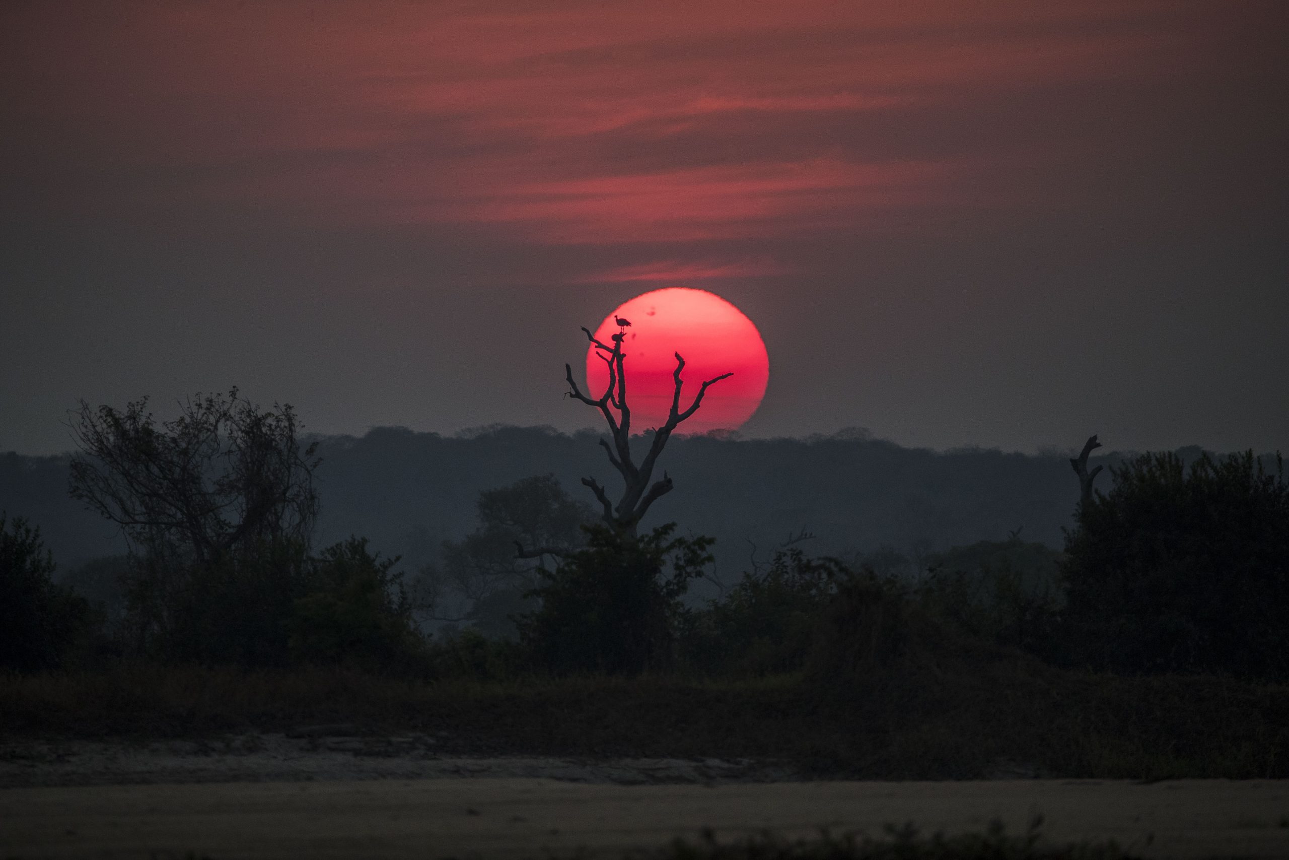 Tachã em árvore seca às margens do rio Paraguai. Pantanal de Cáceres, Mato Grosso