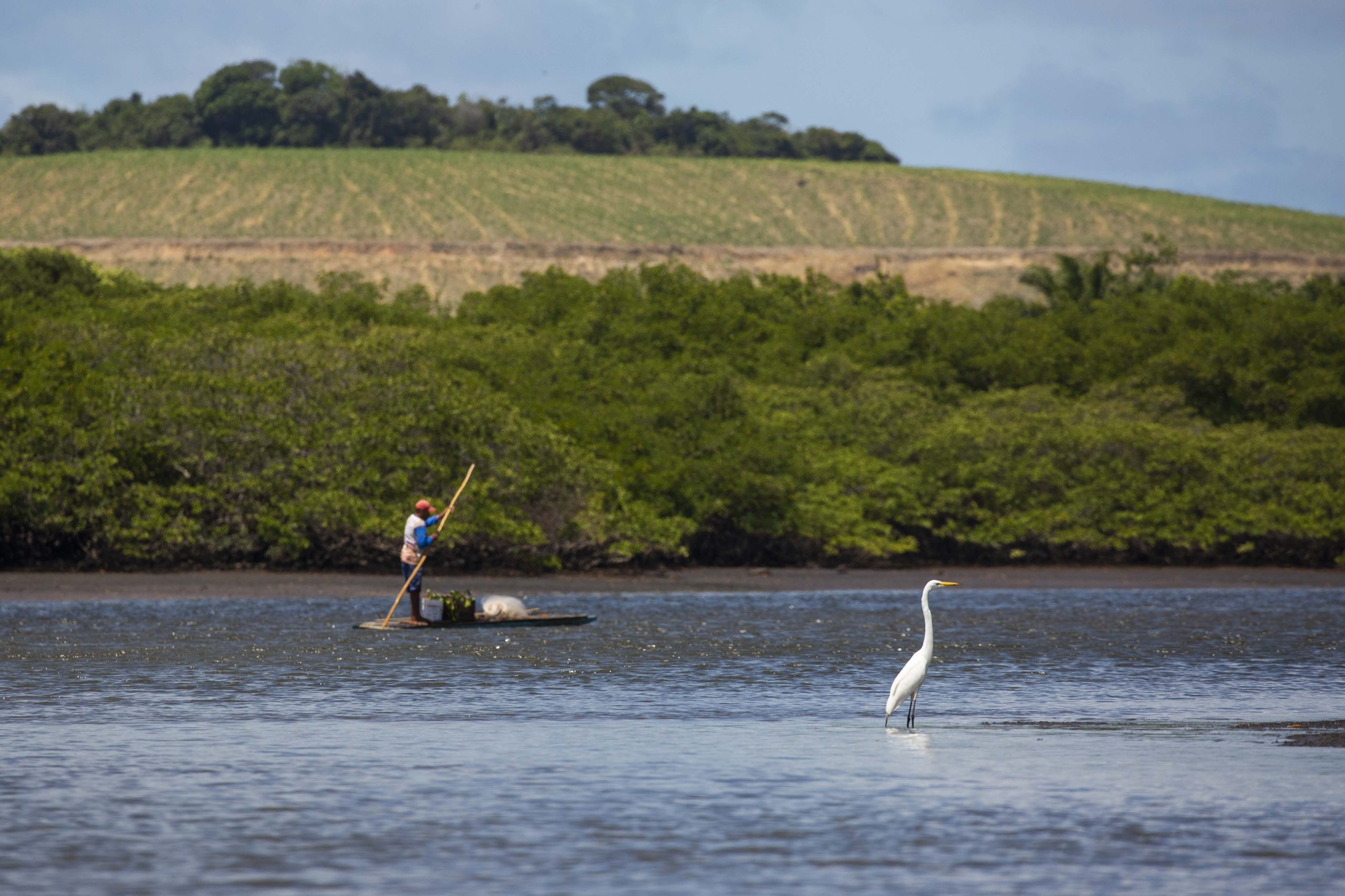 Imagens dos trabalhos de monitoramento de Beatrice Padovani e sua equipe mangue na região do Rio Formoso em Tamandaré, PE