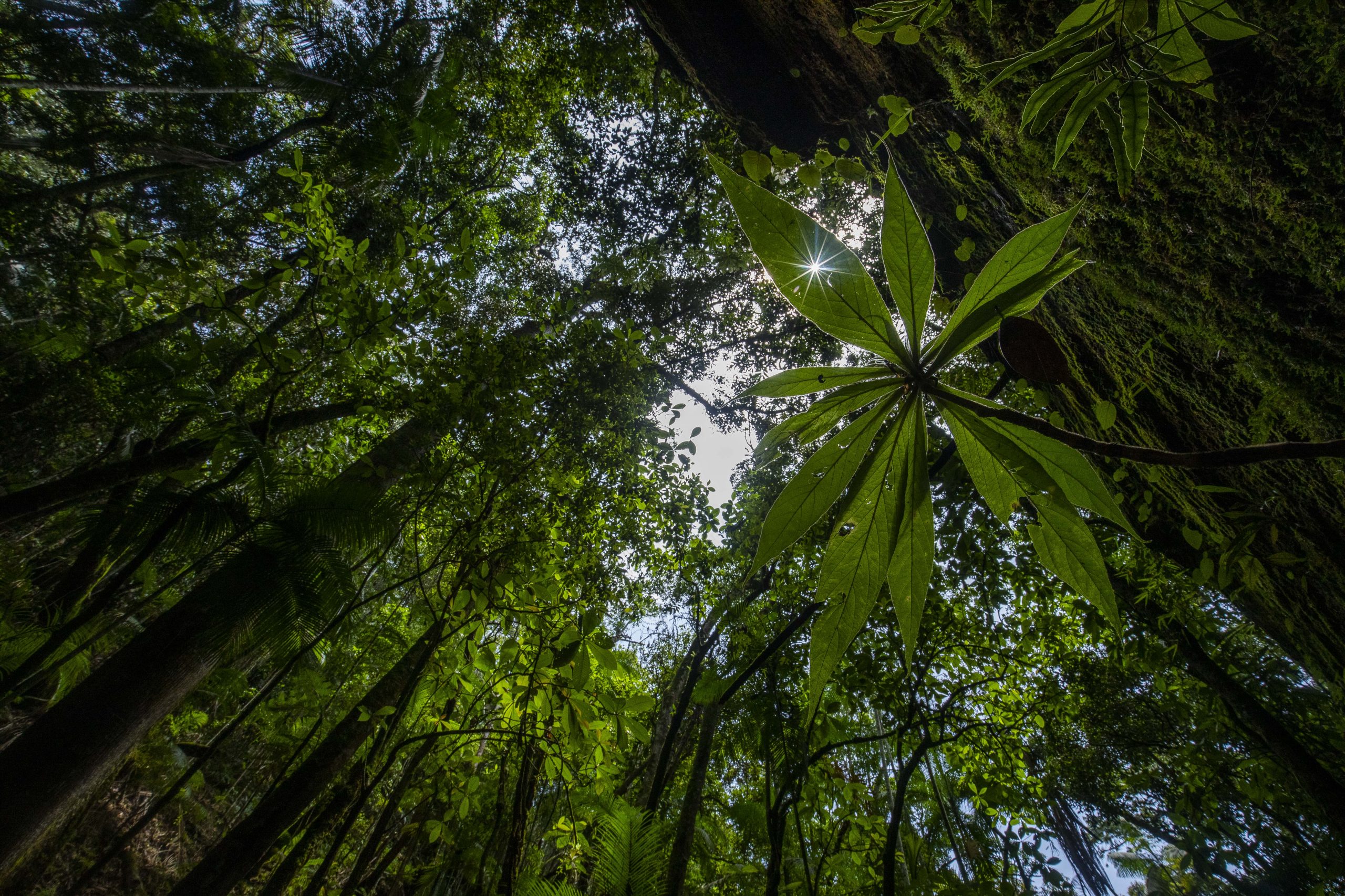 Mata Atlântica na região da Comuna do Ibitipoca em Minas Gerais, onde o desenvolvido um projeto de reintrodução de Muriquis do Norte.